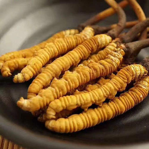 香洲蟲(chóng)草回收