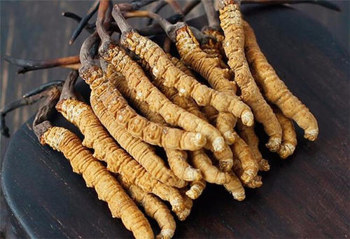 金灣蟲(chóng)草回收