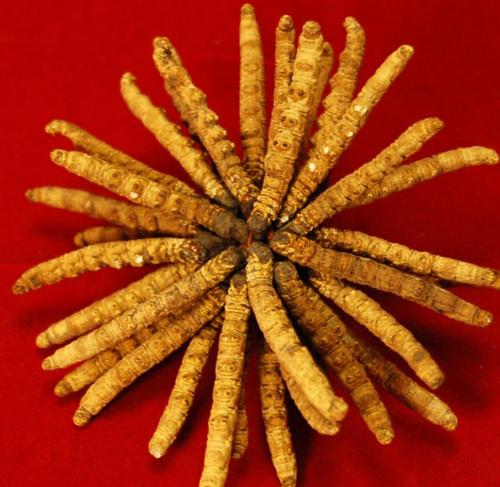 高新蟲(chóng)草回收