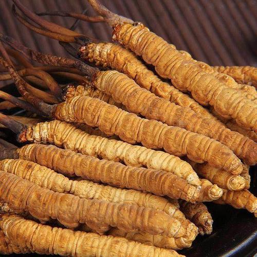 珠海蟲(chóng)草回收