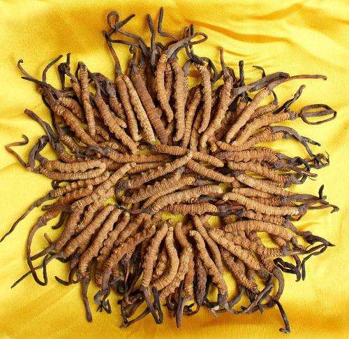 香洲冬蟲(chóng)夏草回收