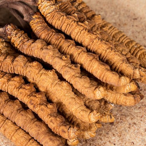 金灣冬蟲(chóng)夏草回收