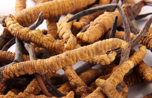 斗門(mén)冬蟲(chóng)夏草回收