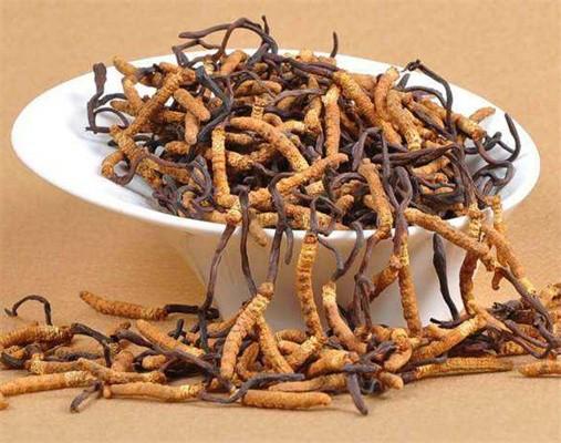 高新冬蟲(chóng)夏草回收