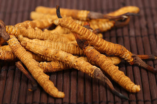 珠海冬蟲(chóng)夏草回收