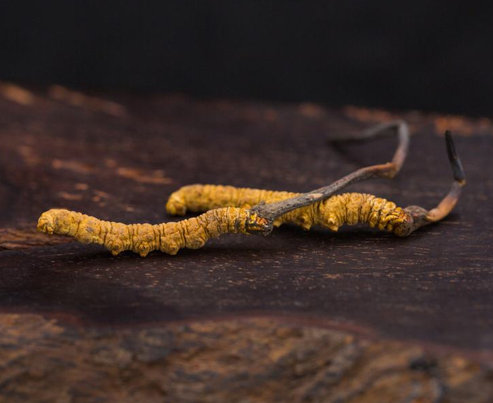 冬蟲(chóng)夏草回收