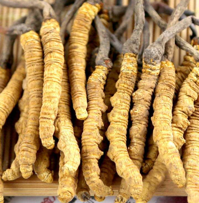 珠海冬蟲(chóng)夏草回收