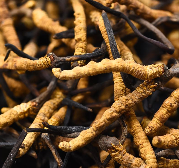 香洲冬蟲(chóng)夏草回收