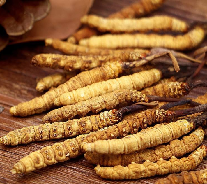 金灣冬蟲(chóng)夏草回收