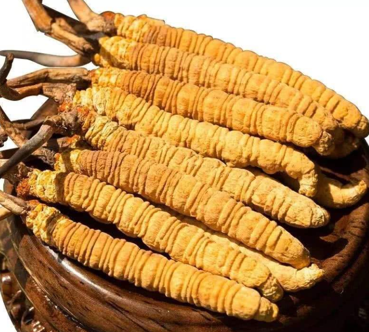 斗門(mén)冬蟲(chóng)夏草回收