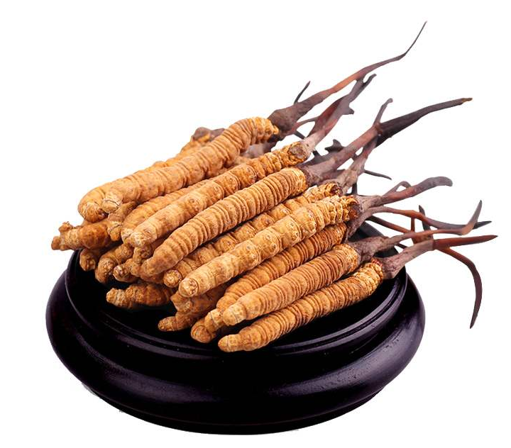 高新冬蟲(chóng)夏草回收