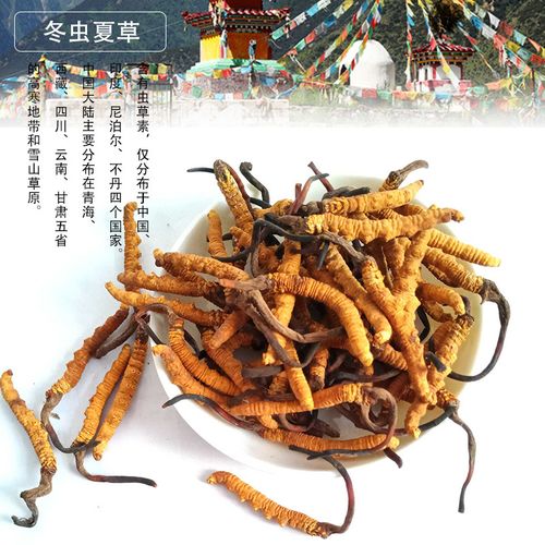 斗門2500條冬蟲夏草回收一克多少錢