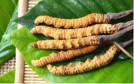 斗門玉樹冬蟲夏草回收市價